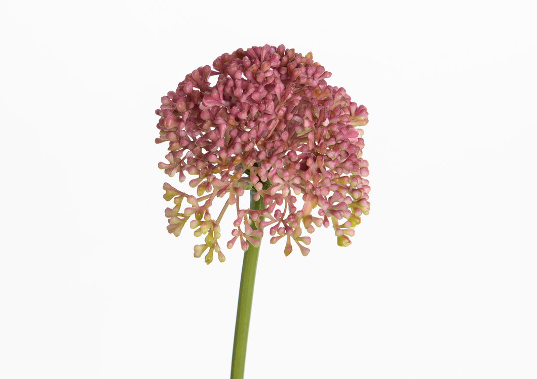 Allium Kunstbloem 50 cm - Kunstplanten voor binnen