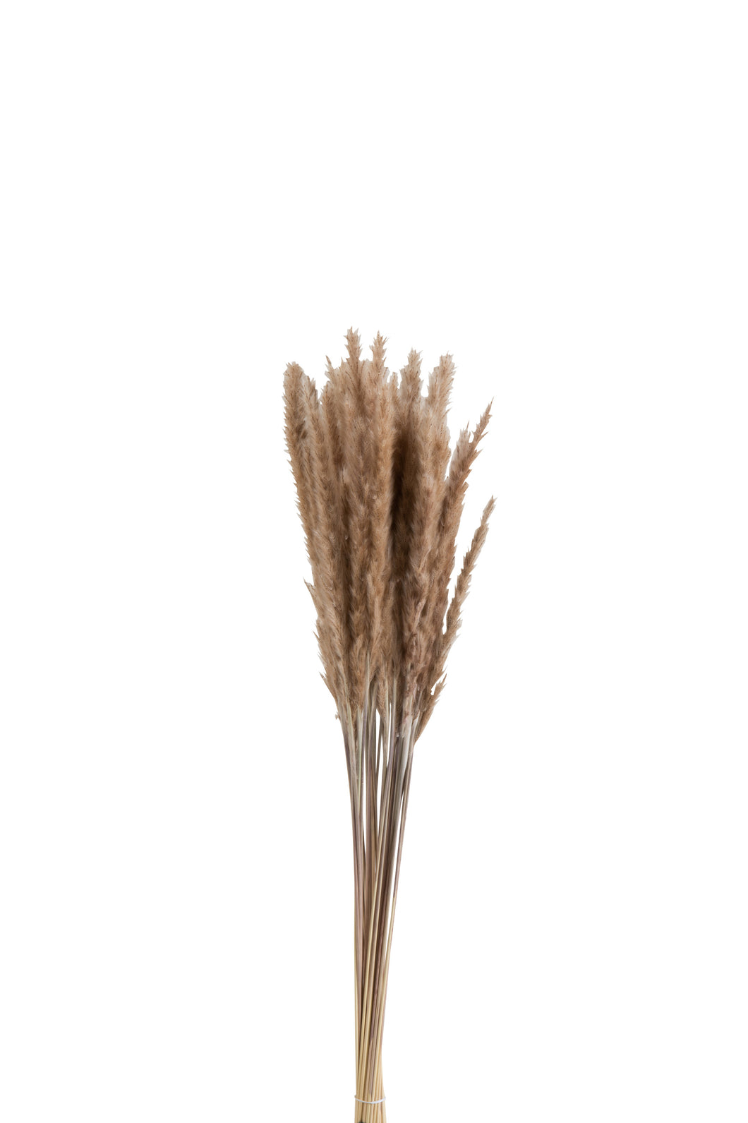Bundel Pennisetum - Gedroogd gras - 82 cm